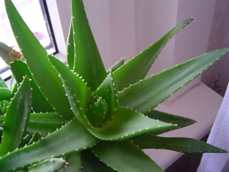 aloe y kalanchoe contra las verrugas